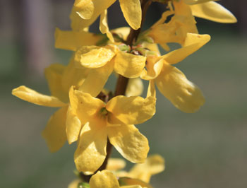 Forsythia blossoms